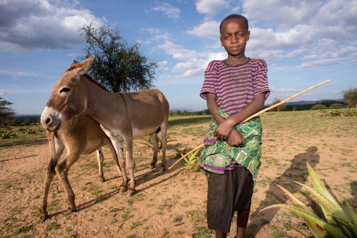 Lchekutis, Maasai Child Shepherds